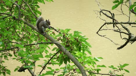 Eichhörnchen-Auf-Einem-Ast,-Der-Nahrung-Frisst