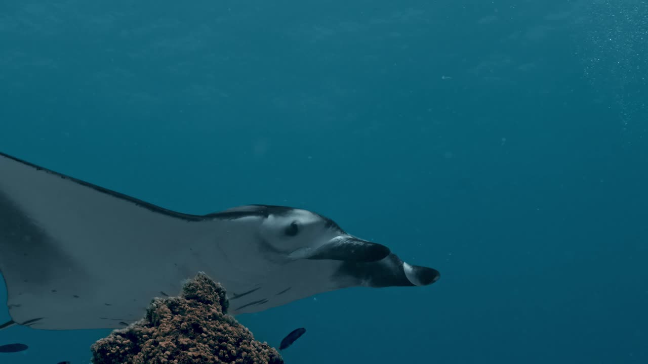 Experience the awe-inspiring sight of giant manta rays gliding gracefully over a bustling cleaning station in Rasdhoo Atoll, Maldives.