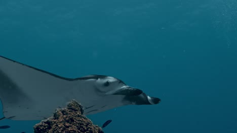 experience the awe-inspiring sight of giant manta rays gliding gracefully over a bustling cleaning station in rasdhoo atoll, maldives.