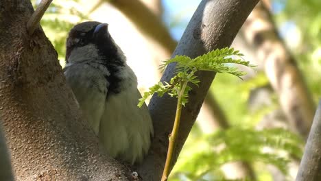 un gorrión posado en la rama de un árbol lleno de hojas cantando