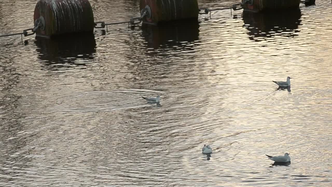 물새는 큰 물 부표를 타고 떠다닌다