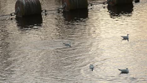 Aves-Acuáticas-Flotan-Junto-A-Grandes-Boyas-De-Agua