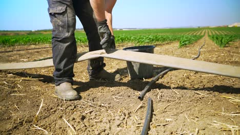 young farmer connects drip pipes in a corn field