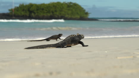 iguanas marinas de galápagos caminando por la playa de arena con olas borrosas en el fondo