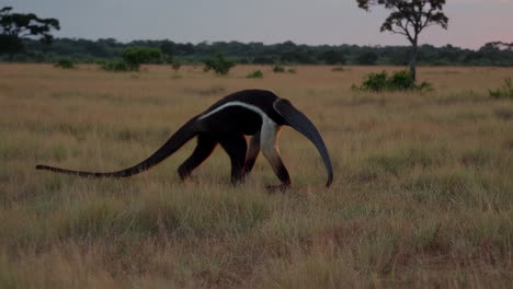 anteater in african savanna sunset
