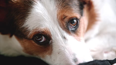 close up brown and white dog stares into camera, blinks looks down