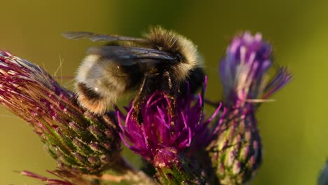 bumblebee feeding on a violet thistle flower by golden hour sunset