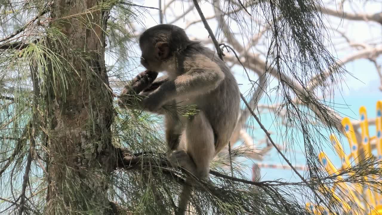 Wild baby macaque monkey relaxi in tree on Monkey Island in Nha Trang, Vietnam, showing natural behavior in their tropical forest habitat
