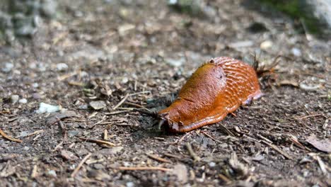 the spanish snail is a snail of the genus arion of 4k 2025 08 04 23 04 06 utc.mov | animal, arion, arion lusitanicus, arion vulgaris