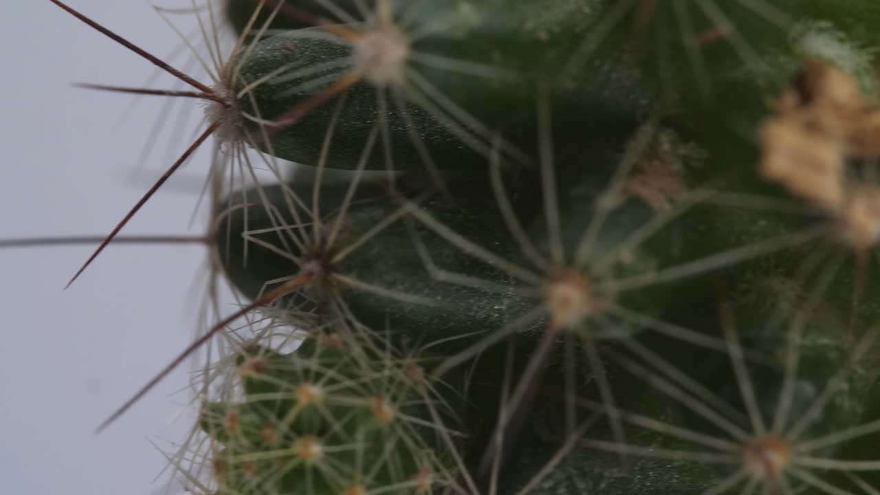 close up de la planta mammillaria spinosissima girando a su alrededor en el fondo blanco de la pantalla