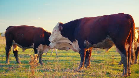 cows enjoying fresh grass in the tranquil silence of a beautiful, sunny autumn day.