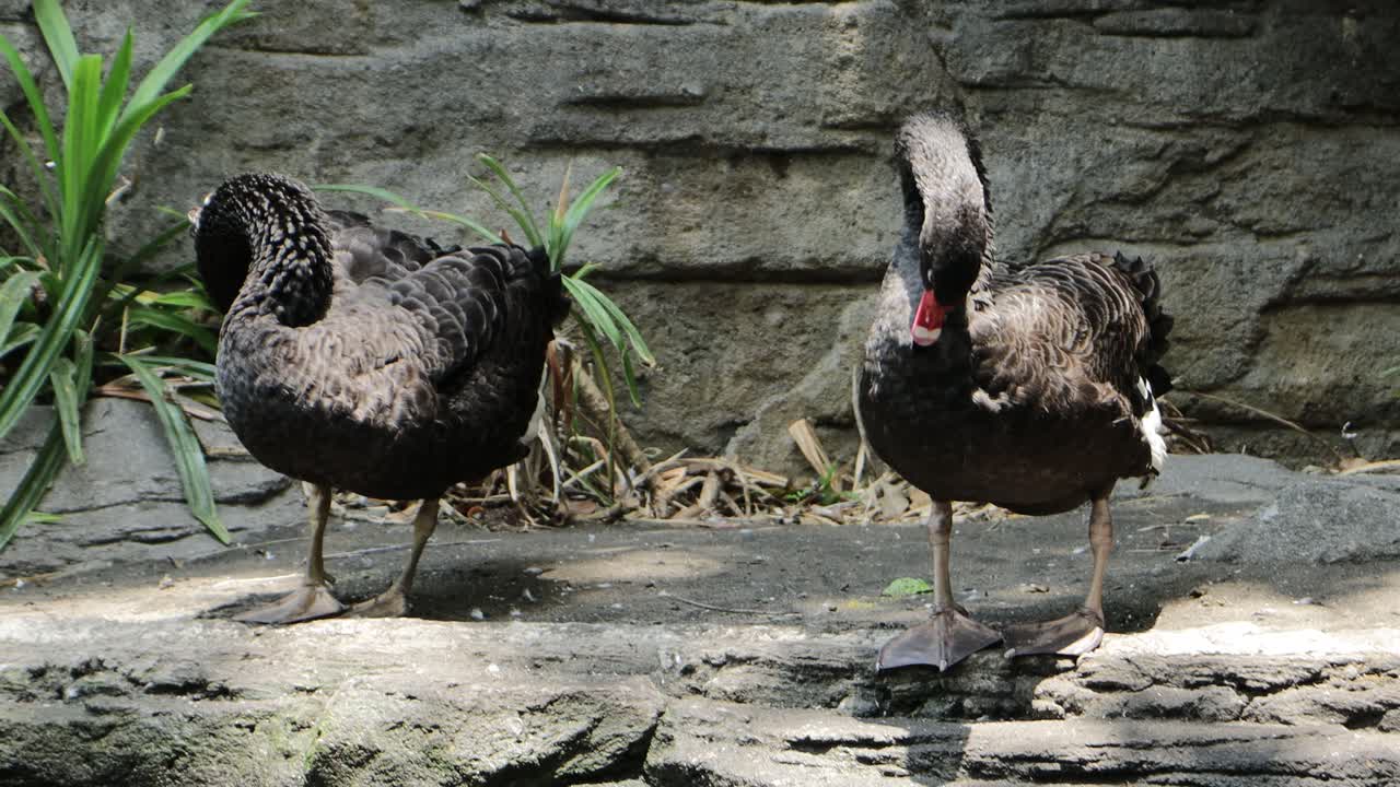 Black Swan Preening by the Pond in Lush Natural Habitat