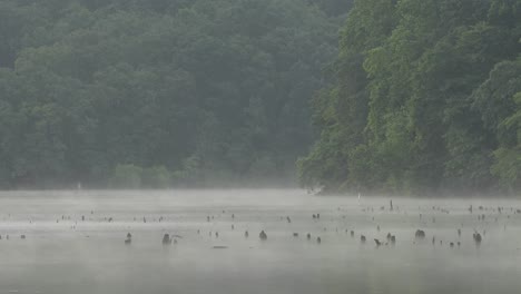 A-mist-rising-of-a-lake-in-the-early-morning-light-as-the-weather-starts-to-warm