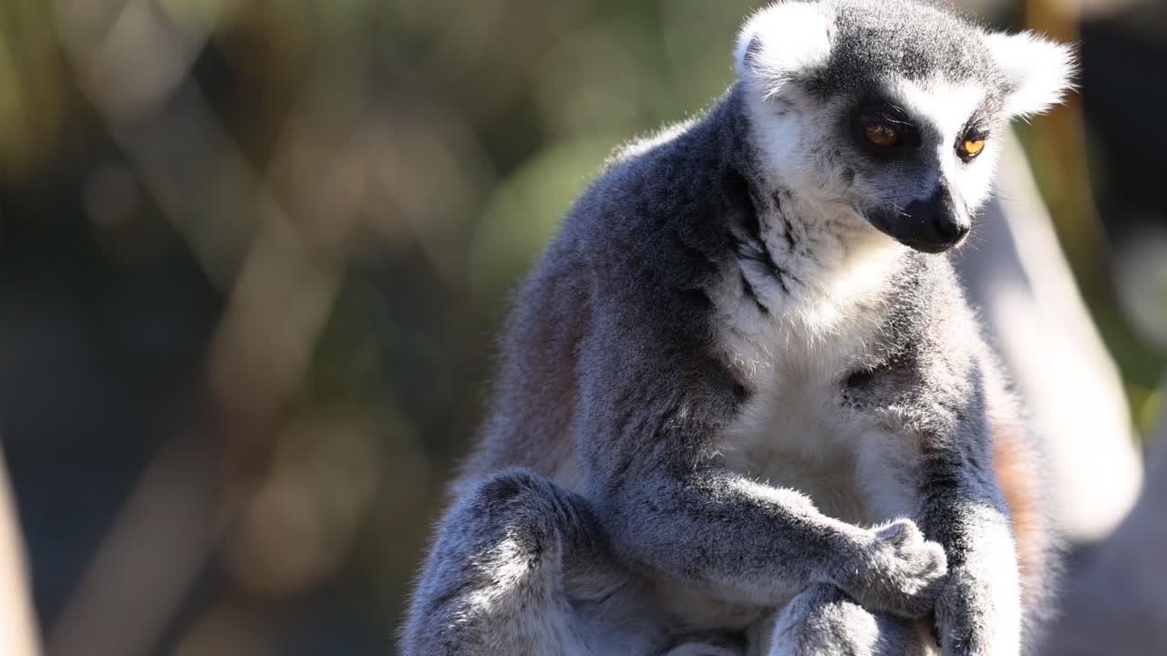 un lémur se sienta y observa su entorno