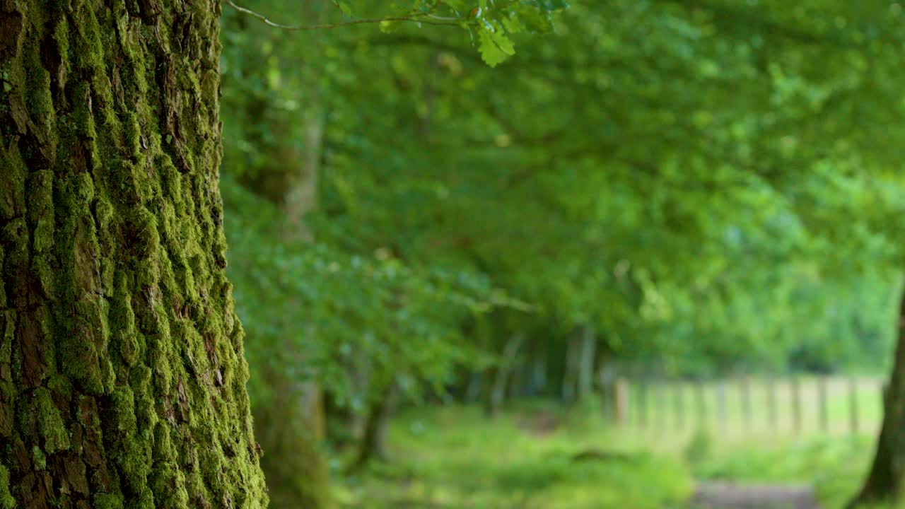 Camera slowly pans past moss-covered tree trunk in lush, green Scottish Highlands woodland