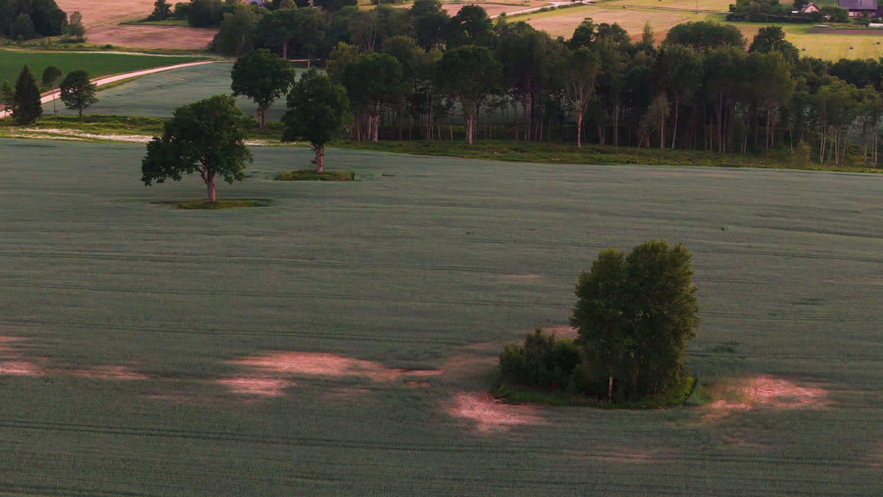 Drone top down over cultivated barley fields with paths and sharp geometric planting