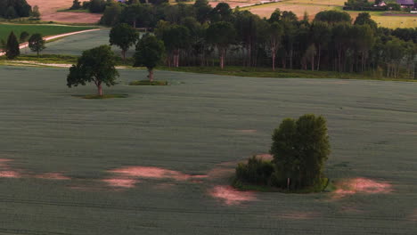 drone top down over cultivated barley fields with paths and sharp geometric planting