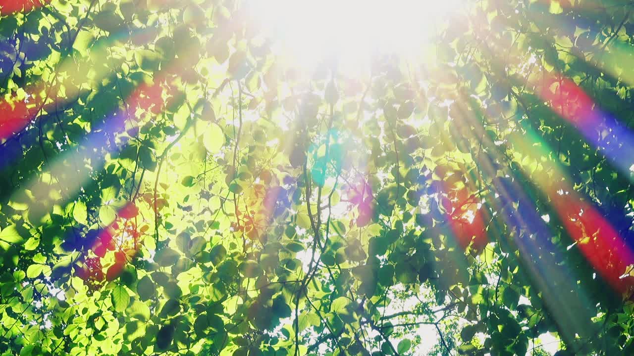 पेड़ों के पत्तों से छनकर आती सूरज की किरणें