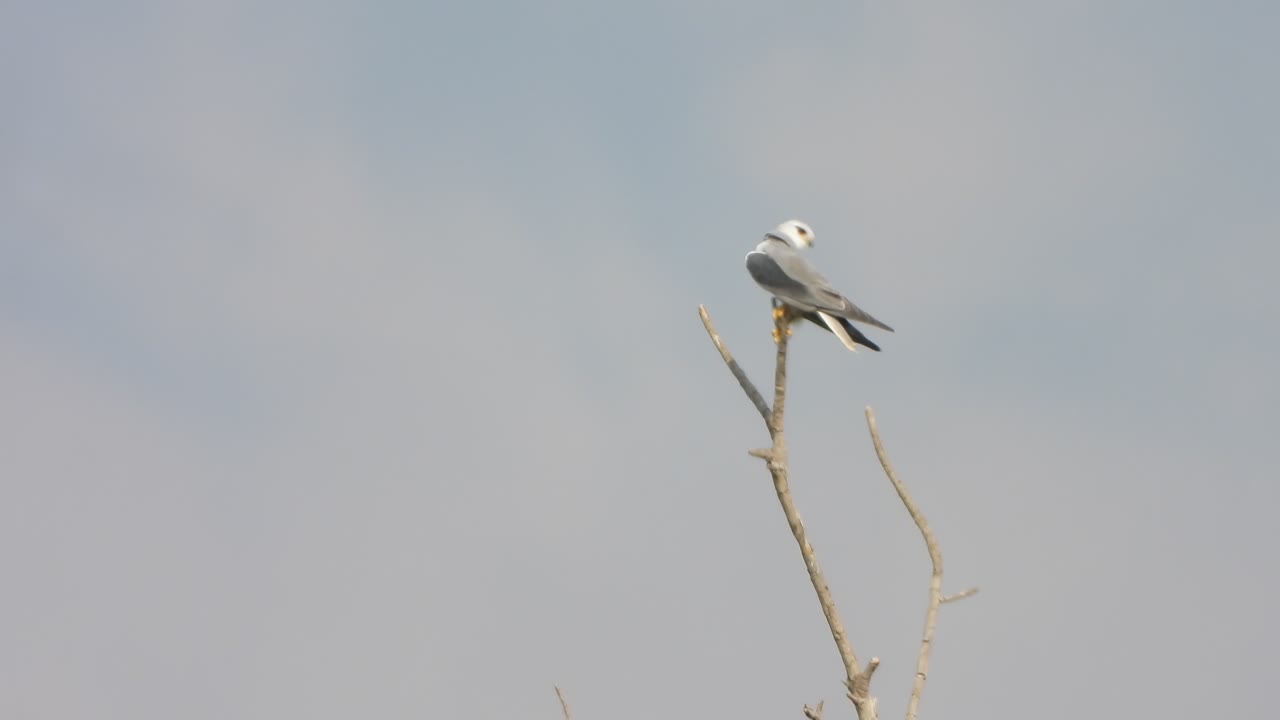 - cometa alado negro en el árbol - viento - solo