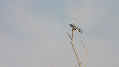 Black---winged-kite-in-tree---wind--alone-