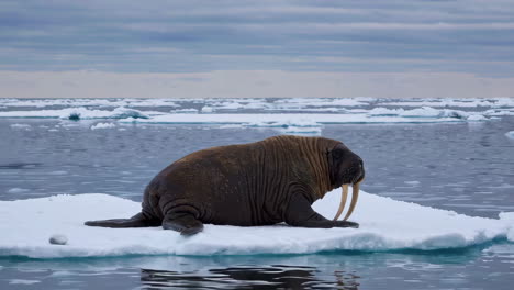 walrus on an ice floe in the arctic ocean