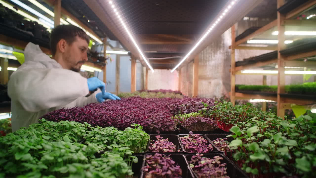 Vertical Farming of Microgreens