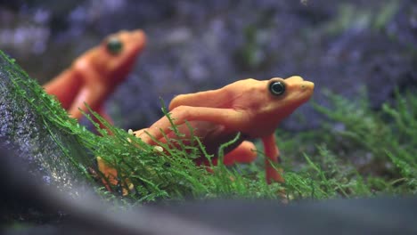 beautiful orange frogs in the rainforest