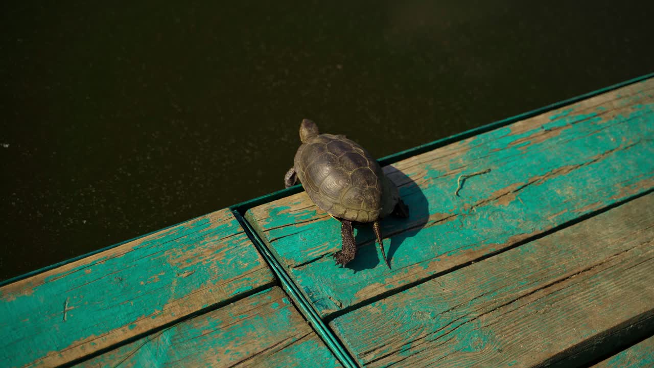 Tortoise walking on wooden bridge. Turtle jumps into the water in the river. River tortoise walking away to water.