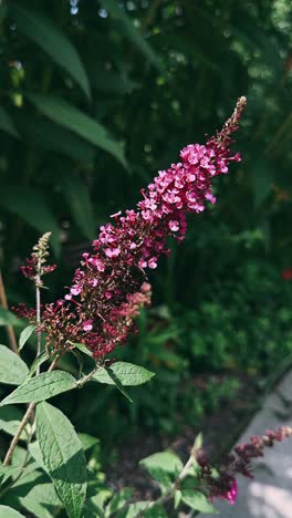 beautiful pink flowers