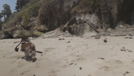 Schöner-Strand-An-Der-Küste-Kaliforniens-Mit-Spielendem-Hund-–-4K-Log,-Unbewertet