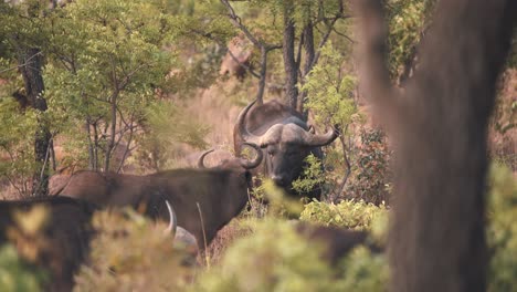 African-buffalo-eating-leaves-from-small-tree,-herd-grazing-around