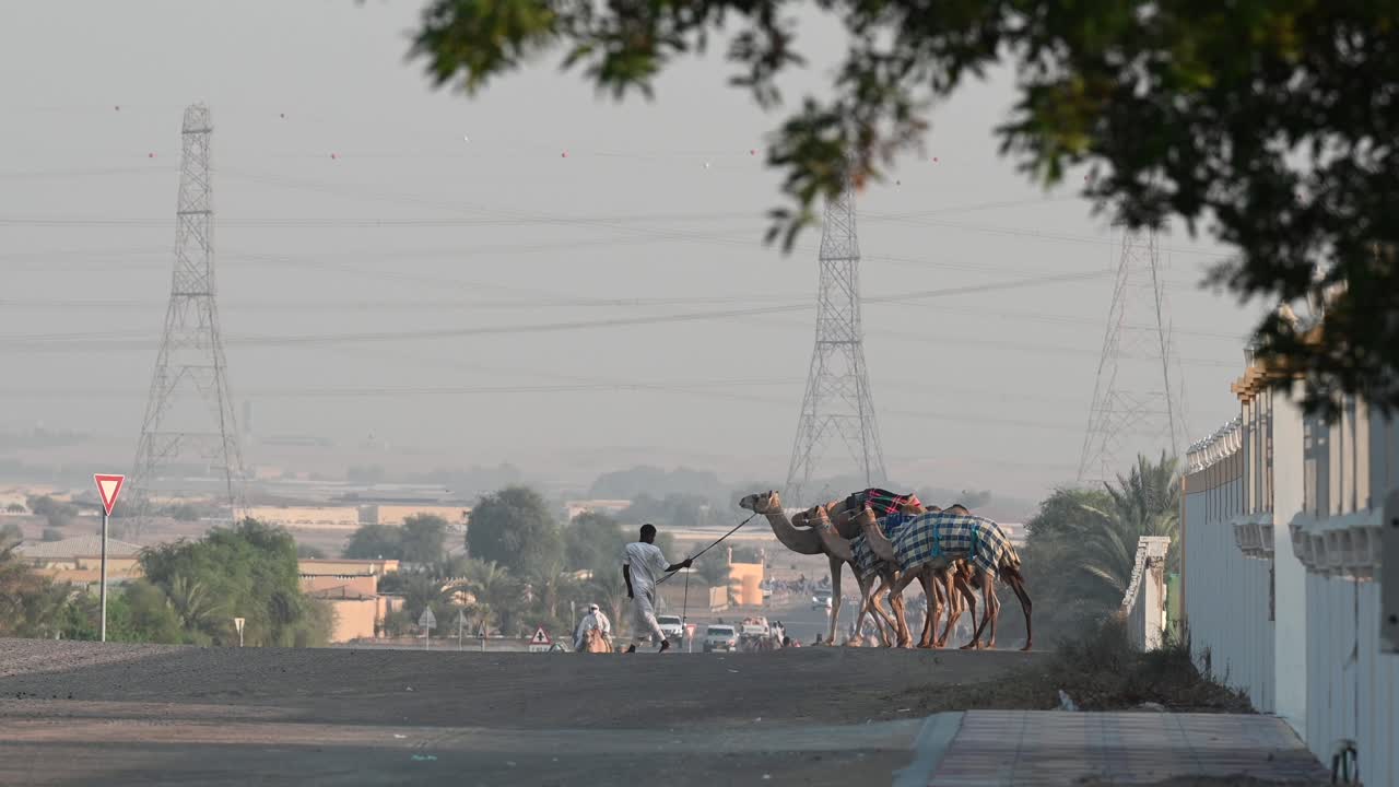 4k: una caravana de camellos durante su ejercicio diario en un campamento de camellos en dubai, emiratos árabes unidos, camello en el desierto del golfo pérsico