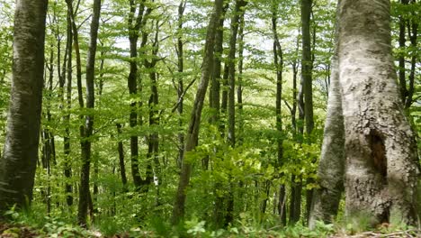 bosque de primavera verde fresco