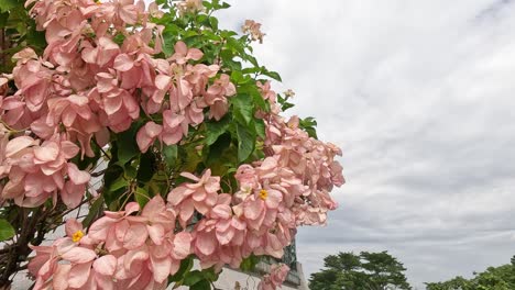 time-lapse of a flowering tree against cloudy sky.