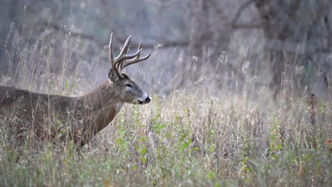 a large whitetail buck pauses to smell the air during the rut before walking through the tall grass