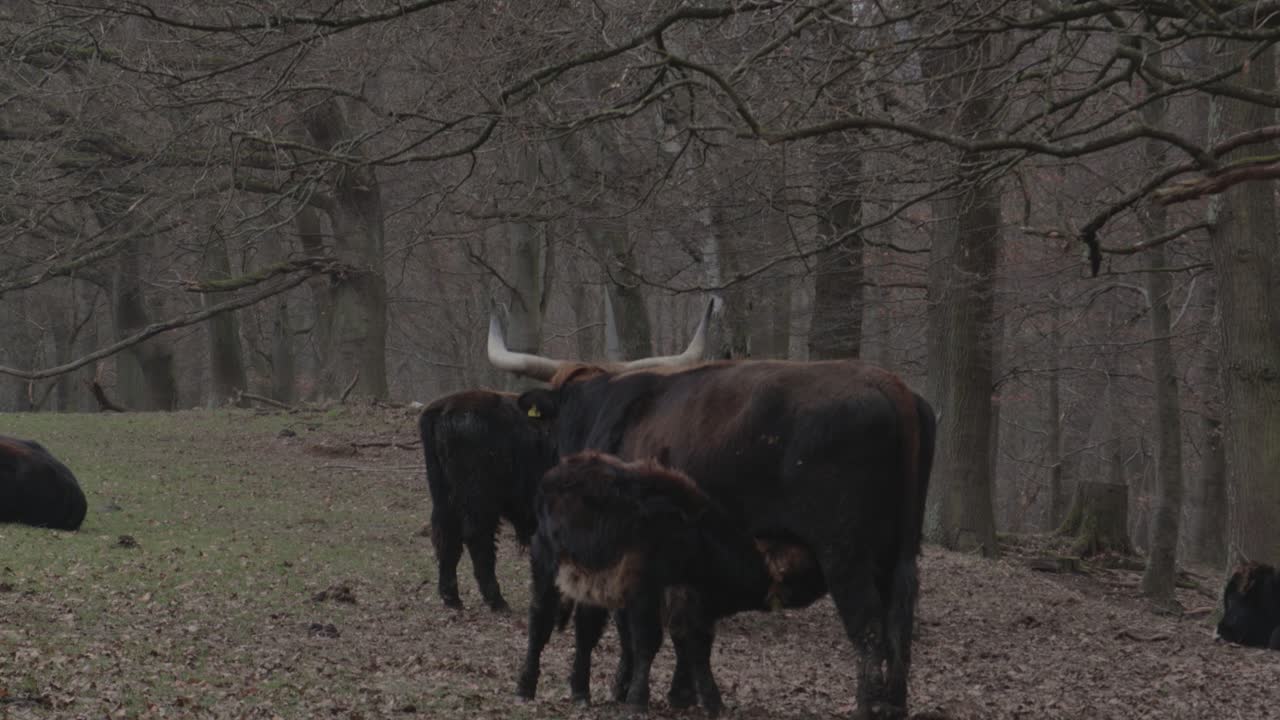 Small Baby Cattle Is Sucking Milk From Mom Cow Free Stock Video Footage  Download Clips