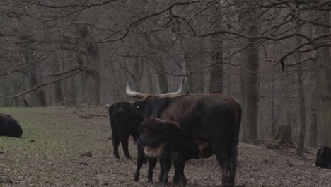 small baby cattle is sucking milk from mom cow