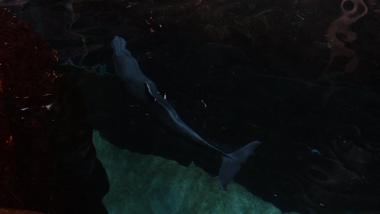 Dolphin swimming in water