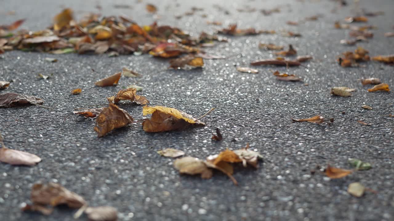 Autumn, fallen leaves moved from road by wind