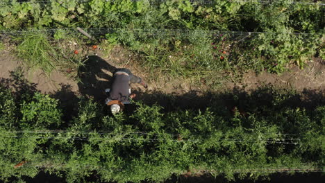 agricultor recogiendo tomates orgánicos frescos, metiéndolos en una caja y observando hacia arriba, toma aérea de arriba hacia abajo