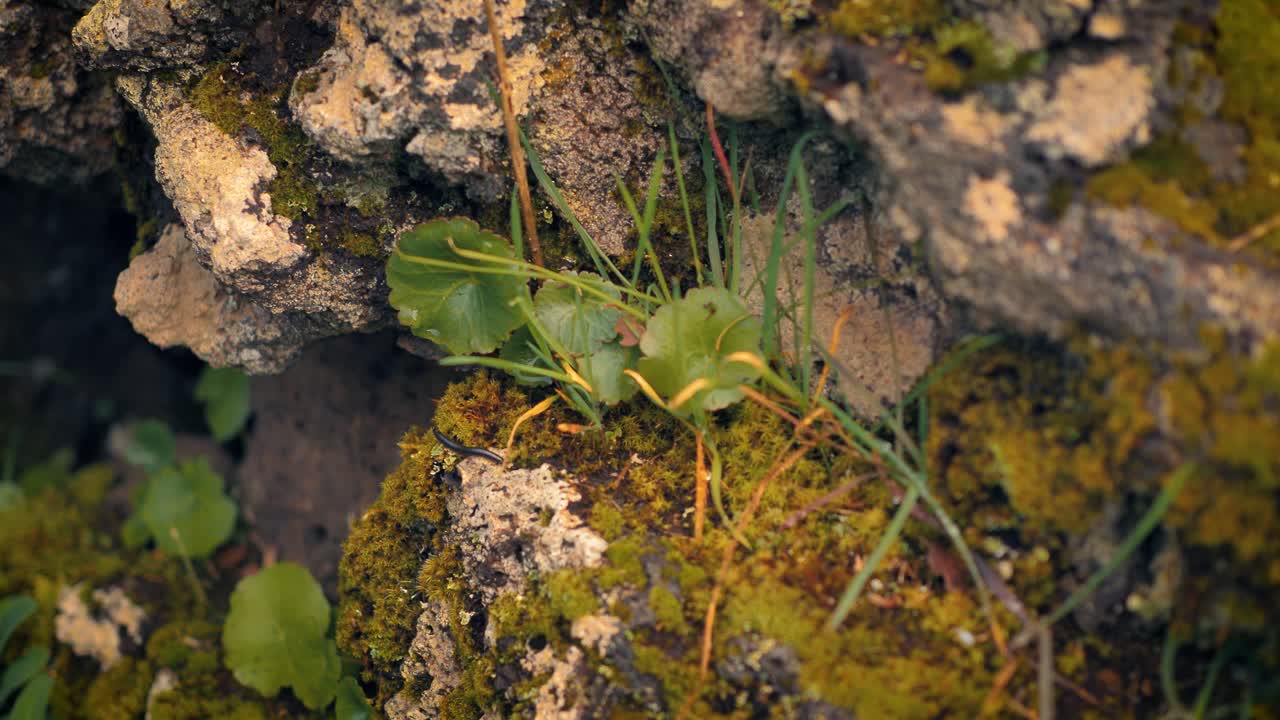 musgo y pequeñas plantas verdes que crecen sobre rocas en un bosque