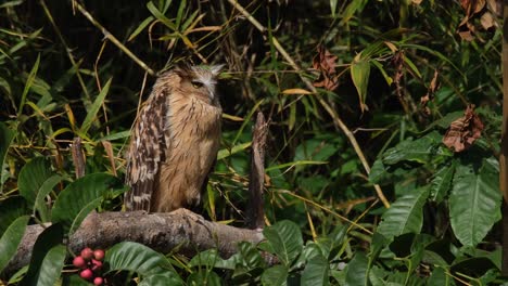 looking towards the camera sleepy and turns its head facing to the right as sunlight dims when clouds hover above in the sky, buffy fish owl ketupa ketupu, thailand