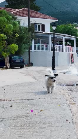 cute dog in a mediterranean town