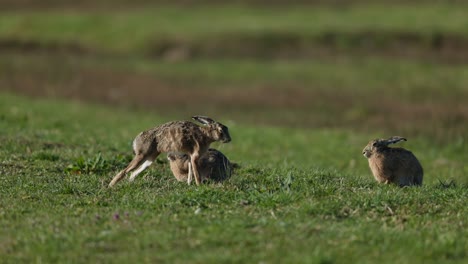 liebres en un campo