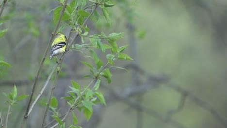 american gold finch perched on a tree branch takes flight