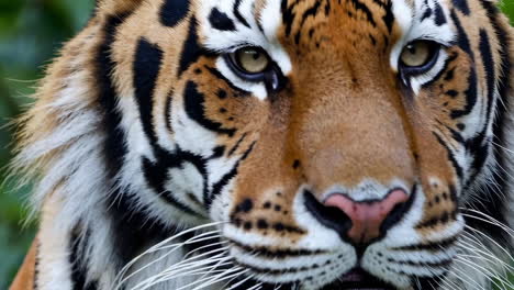 close-up of a tiger's face