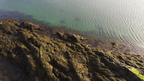 disparo de drones de dos focas comunes adultas descansando sobre unas rocas