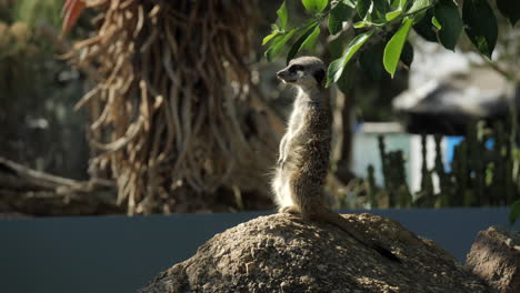 Single-Meerkat-Looking-Around-With-Morning-Sun-Light,-SLOW-MOTION