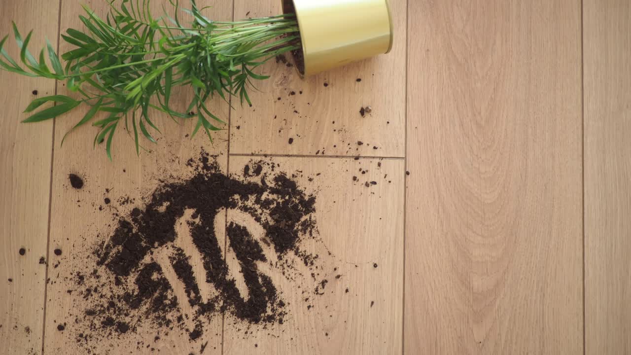 Spilled plant and soil on wood floor