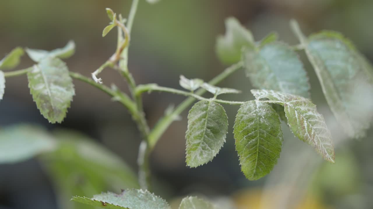 primer plano de las hojas verdes de una planta cubierta de helada delicada a la luz de la mañana